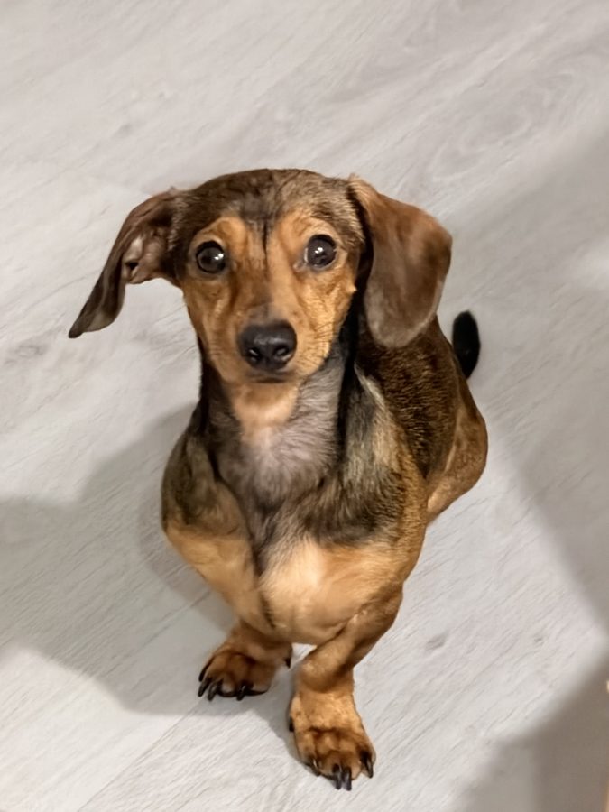 Jamie, a young dachshund, sitting on the apartment's light oak floor and looking up at the camera